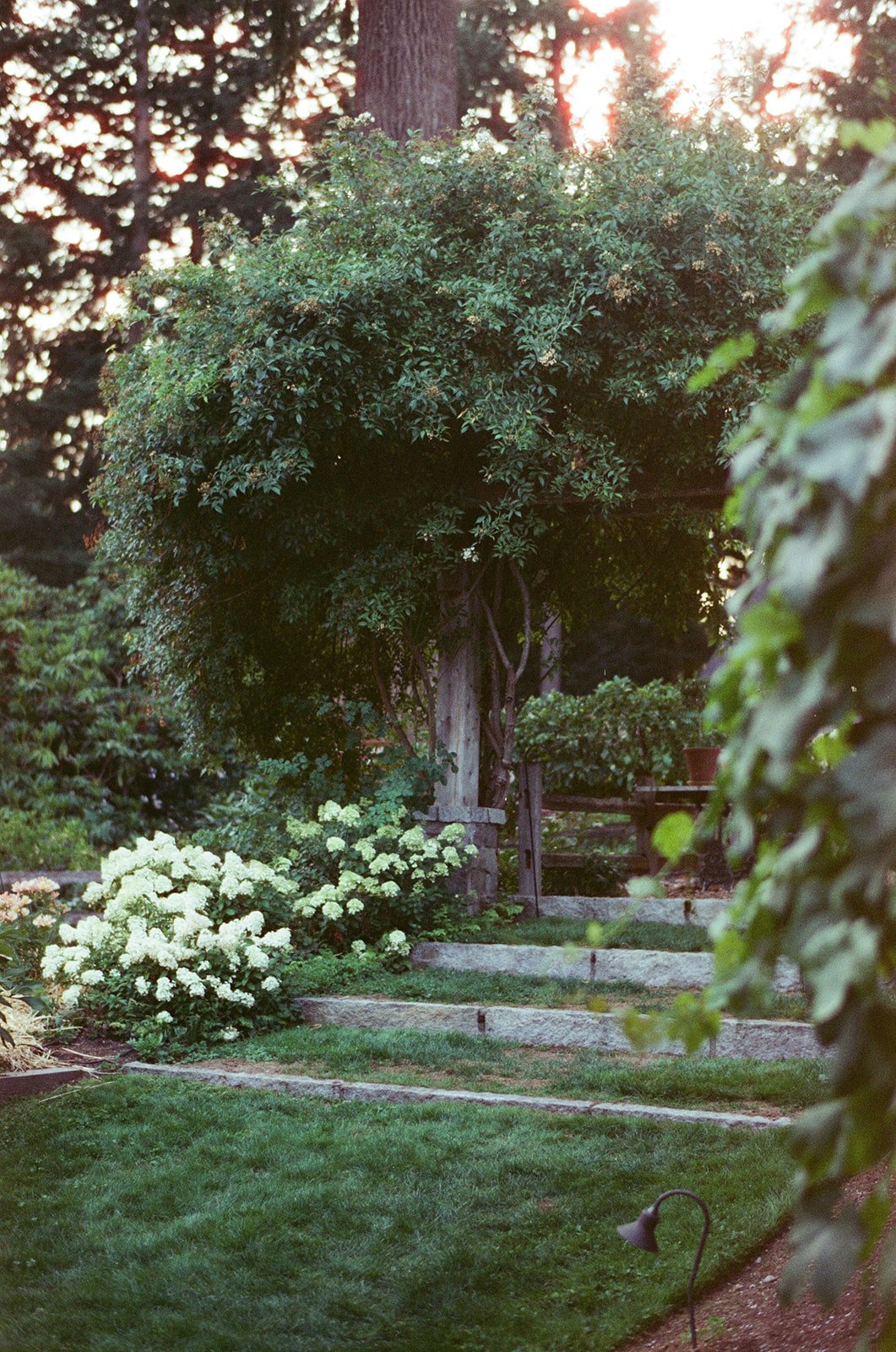 A vine-covered arbor and stone steps in the garden at Bella Luna Farms in Snohomish, Washington, photographed in soft evening light on Candido ISO 800 film.