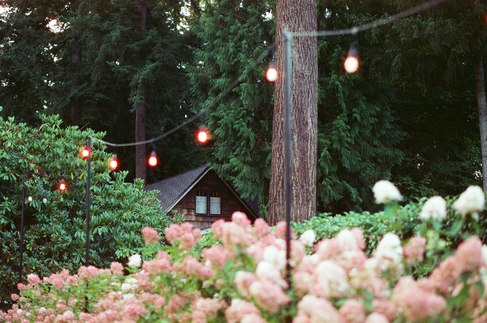 String lights glowing above pink hydrangeas and evergreen trees at Bella Luna Farms, with a small cedar cottage in the background, photographed on Candido ISO 800 film.
