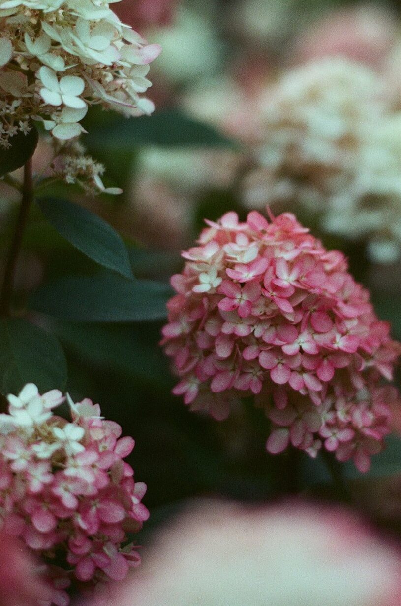 Pink and white hydrangea blooms in the Bella Luna Farms garden, photographed on Candido ISO 800 film with shallow depth and gentle color.
