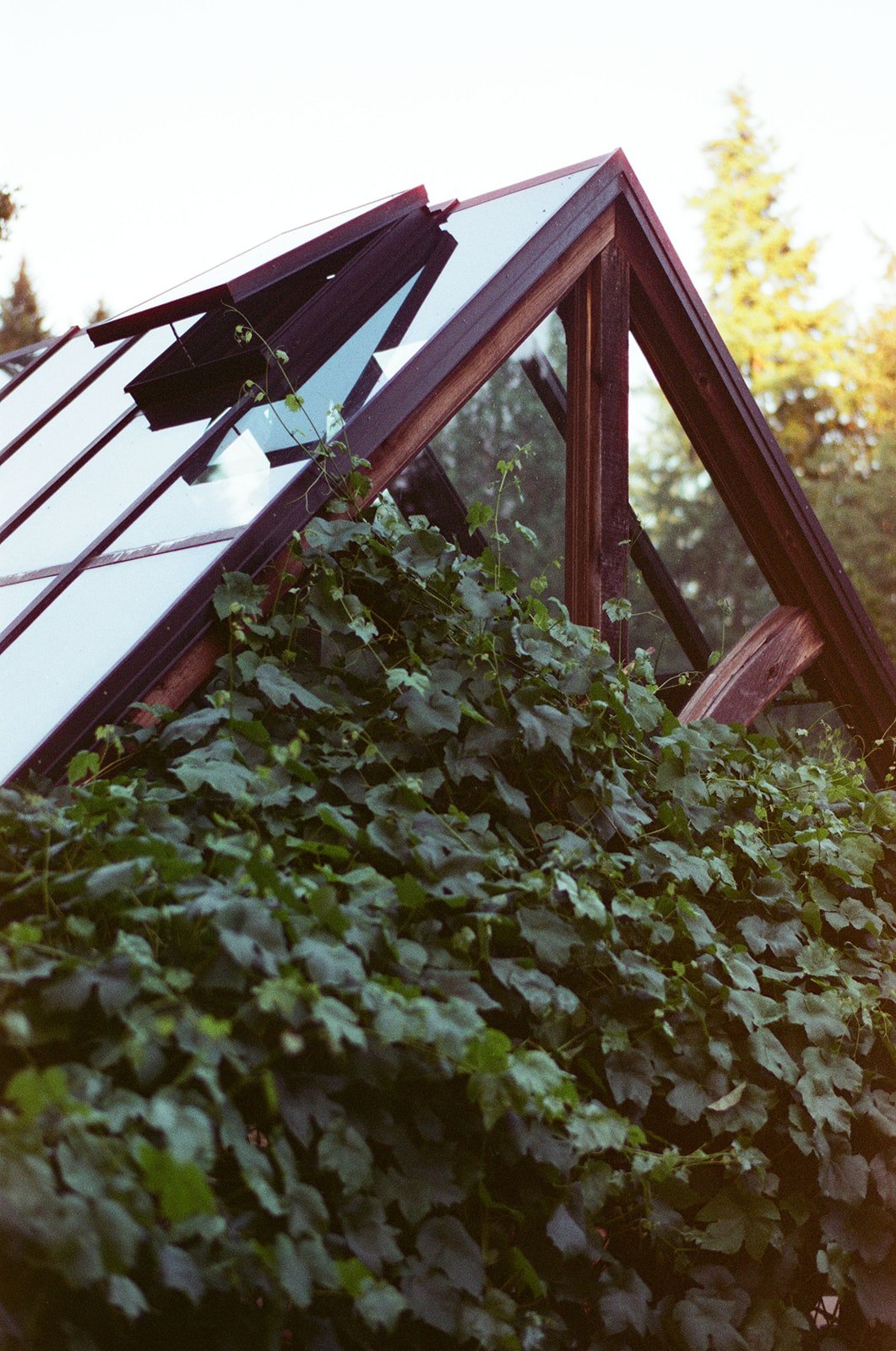 An ivy-covered greenhouse at Bella Luna Farms in Snohomish, Washington, photographed on Candido ISO 800 film with warm late-afternoon light.
