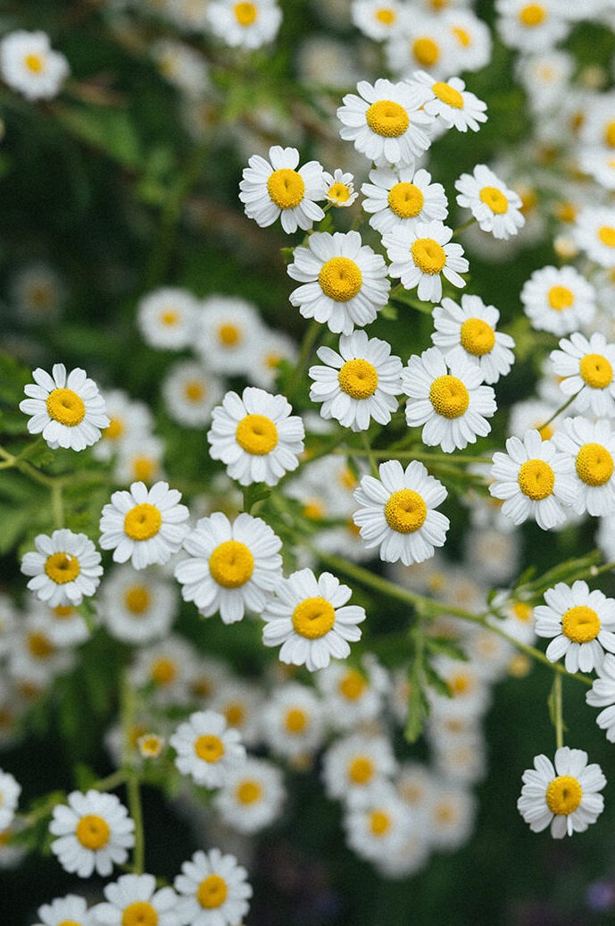 White daisy flowers blooming in the gardens at Lairmont Manor wedding venue